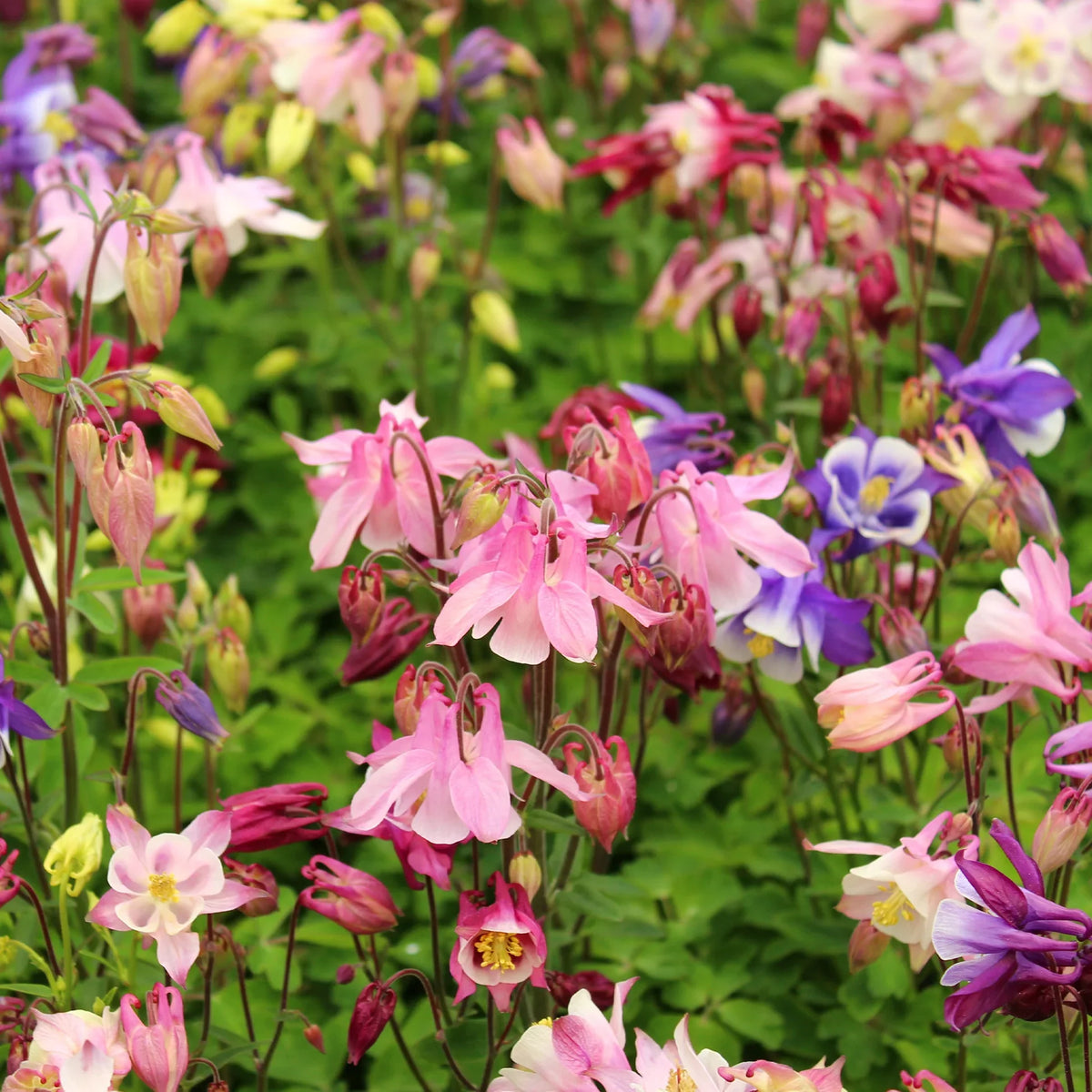 Columbine (Columbine Biedermeier) seeds for planting in home garden