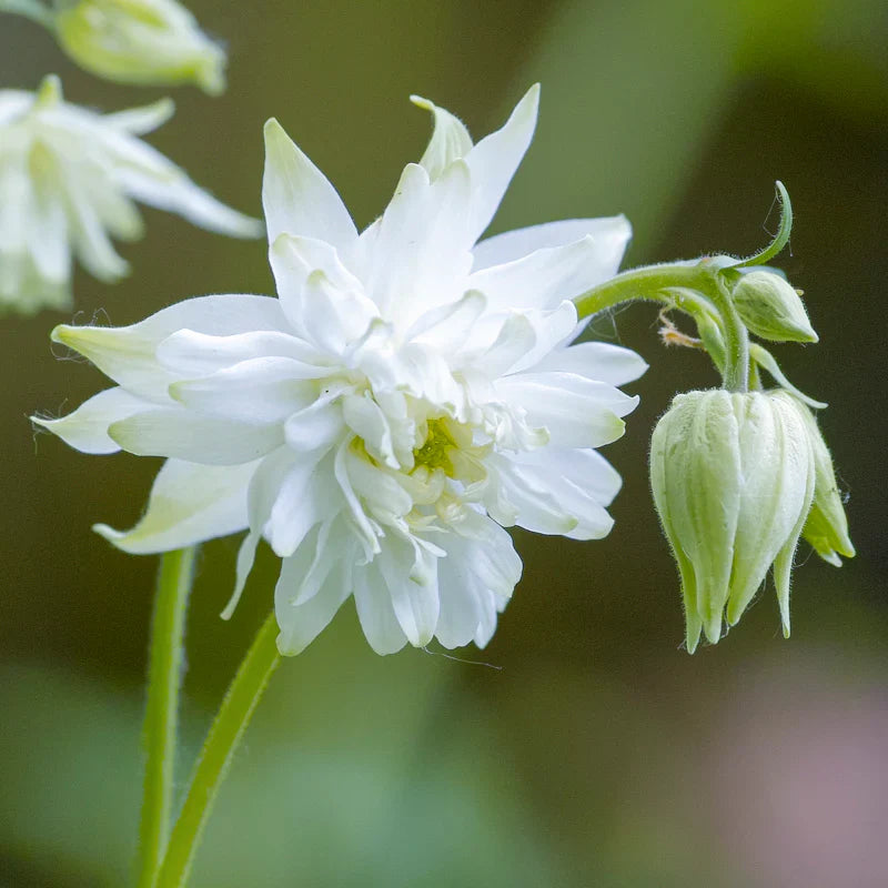 Non-GMO Aquilegia Lace seeds