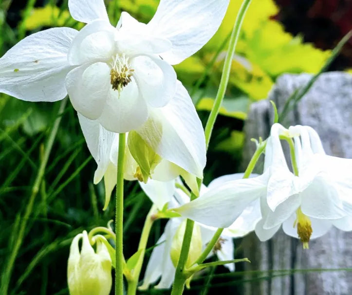 Ornamental Aquilegia Lace perennial plant