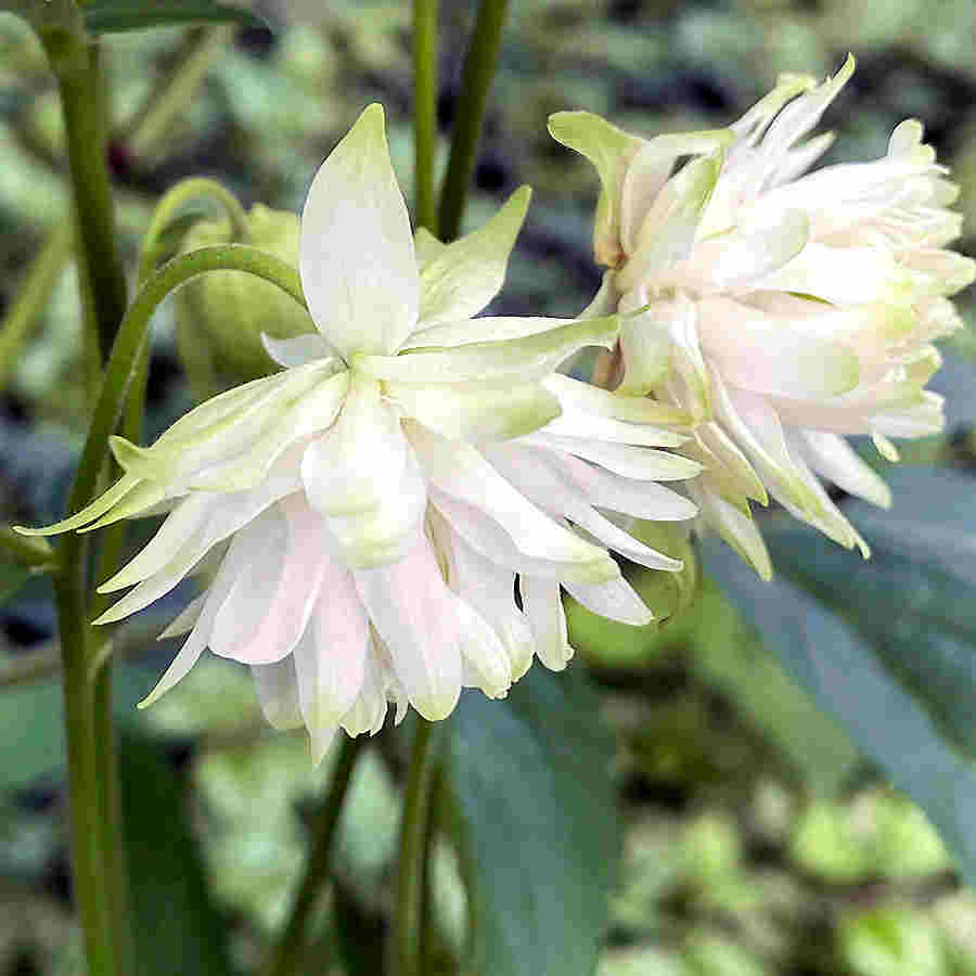 Aquilegia Lace columbine flower seeds for planting