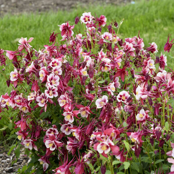 Red Yellow Aquilegia flowering seeds