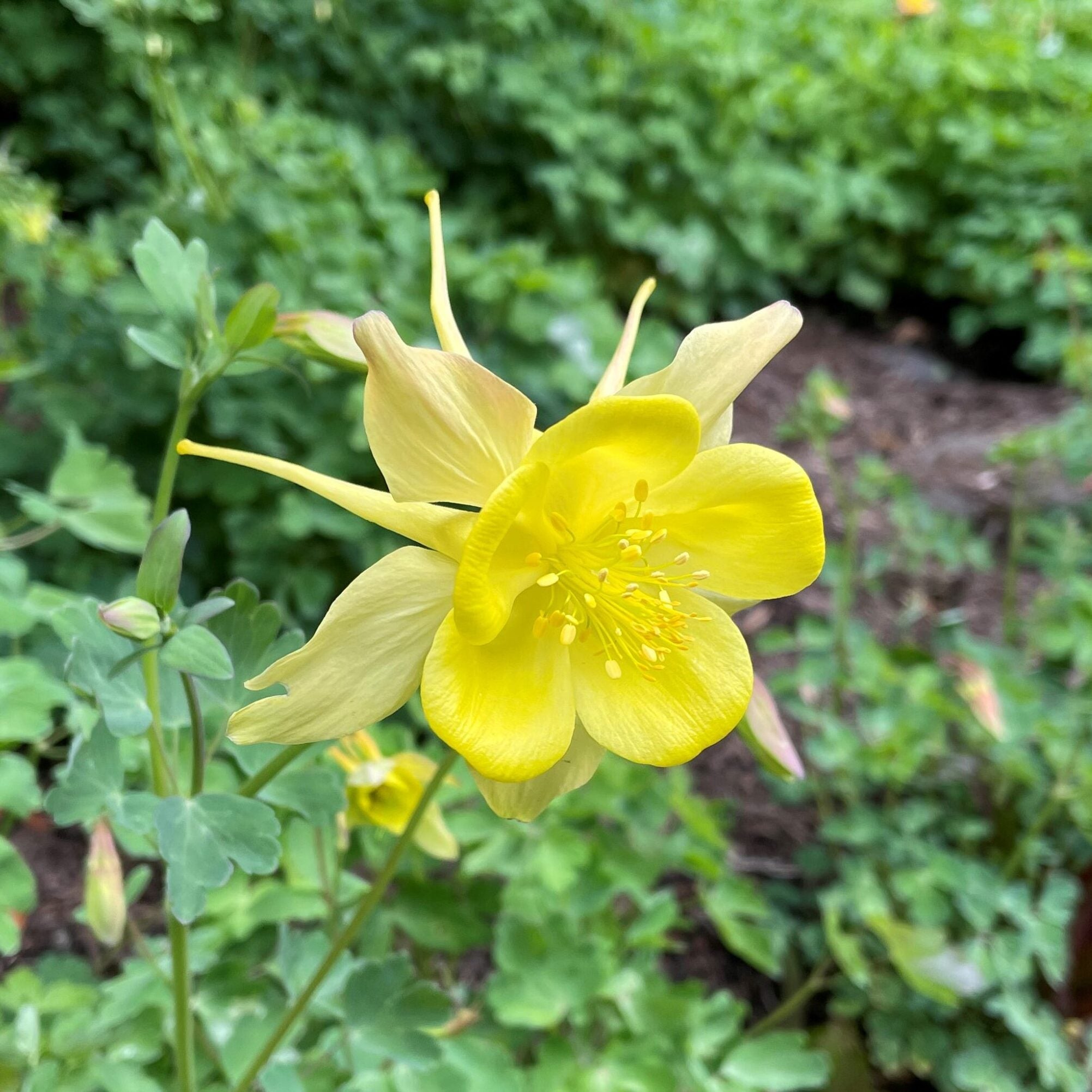 Aquilegia Yellow Flower Seeds For Planting - Brighten Your Garden With Striking Blooms