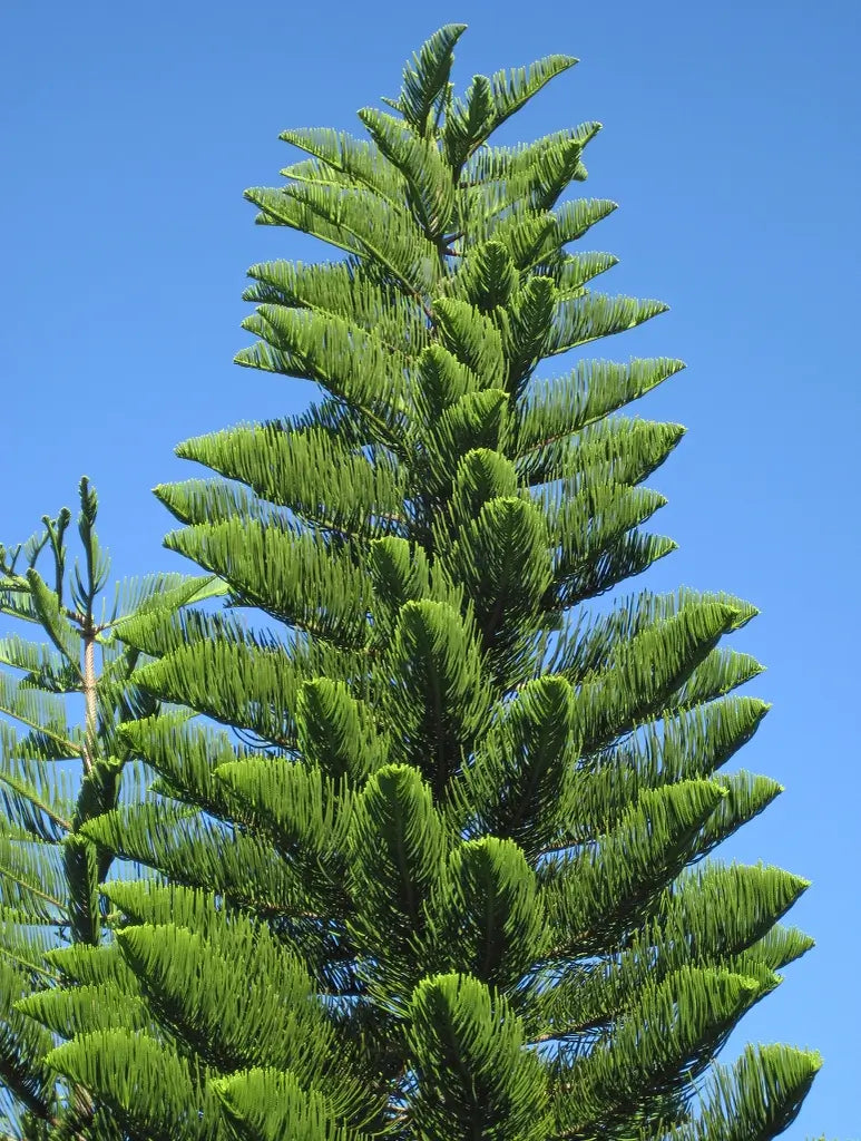 Araucaria Seeds For Planting Stunning Dark Green Trees Plant Seeds