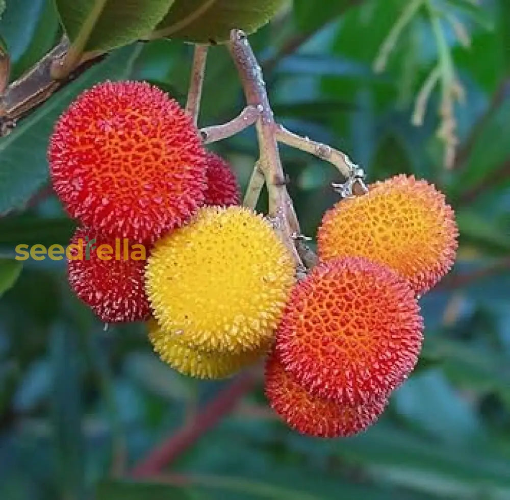 Arbutus Fruit Seeds planting guide for healthy tree growth