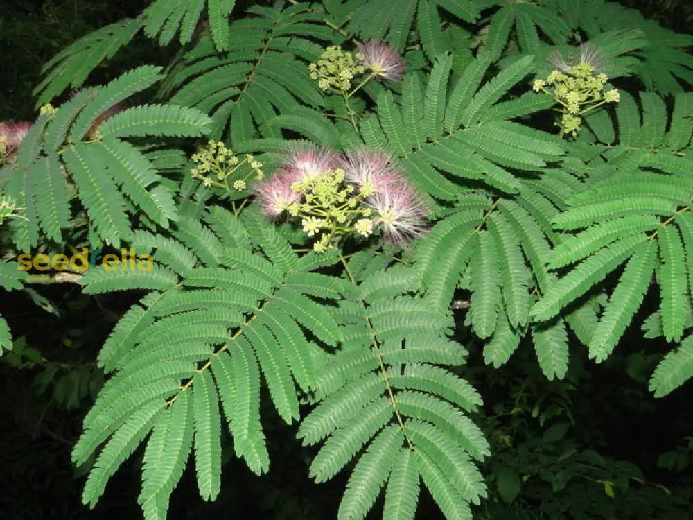 Healthy growth of Arbutus Tree with proper care and sunlight