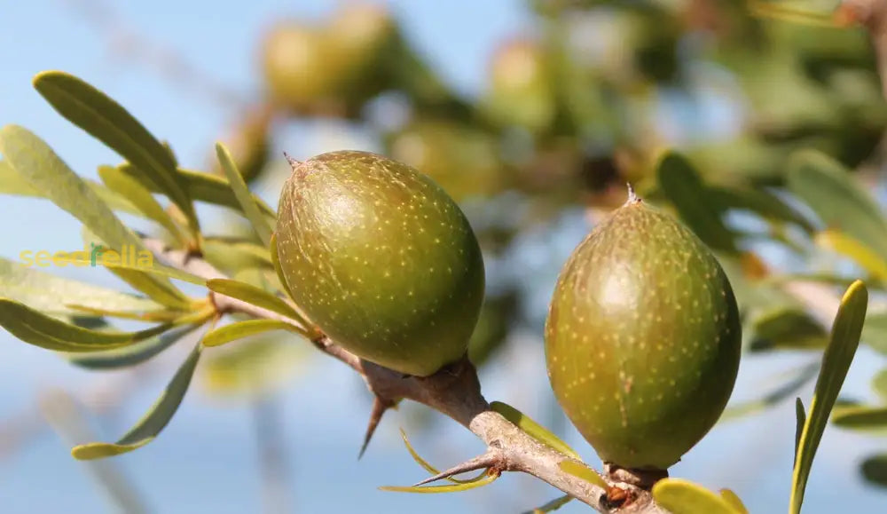 Planting guide for Argan Tree Seeds, best suited for USDA Hardiness Zones 10-11.
