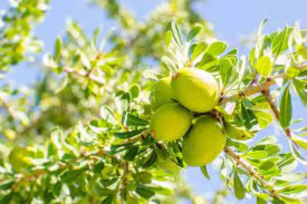 Drought-resistant Argan Tree Seeds, ideal for Moroccan soil and climate.