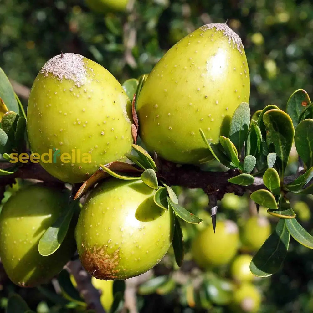 Argania Spinosa Fruit Seeds for planting and growing Argan trees.