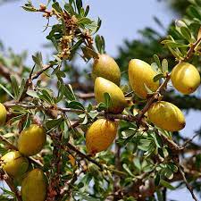 Plant Argania Spinosa Seeds for drought-tolerant landscaping and fruit production.