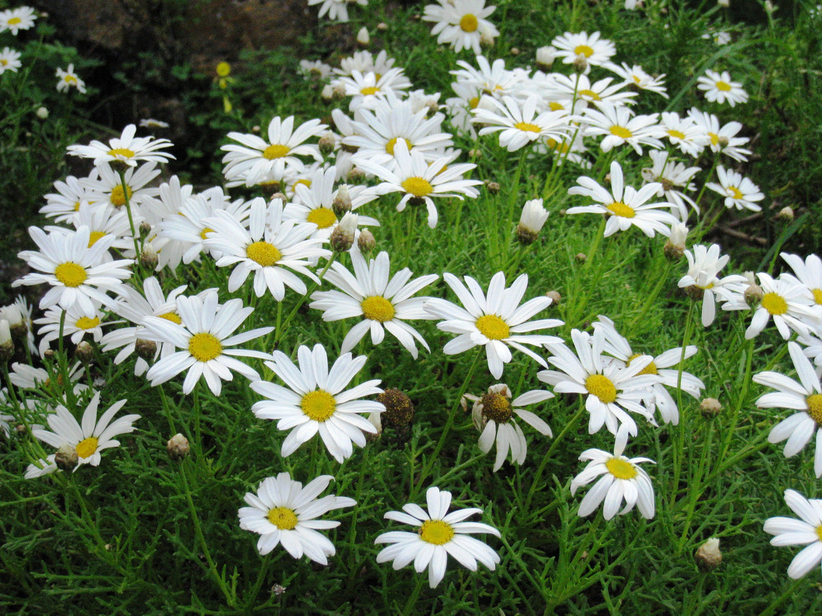 Yellow White Argyranthemum Flower seeds for Planting - Pollinator Friendly, Heirloom & GMO Free Seeds for Home Garden
 
 Sale seeds for home garden