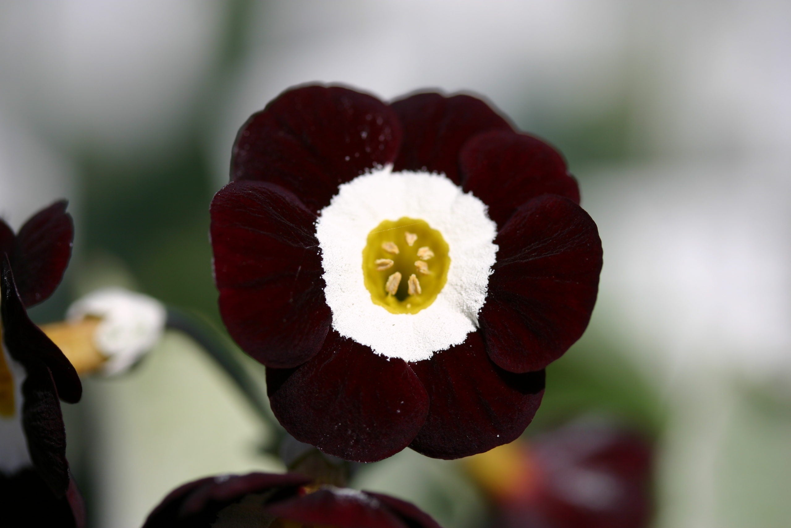 Primula Auricula Black Flower Seeds - Planting 