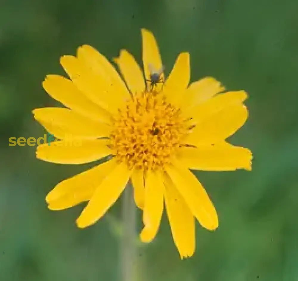 Non GMO yellow Arnica seeds