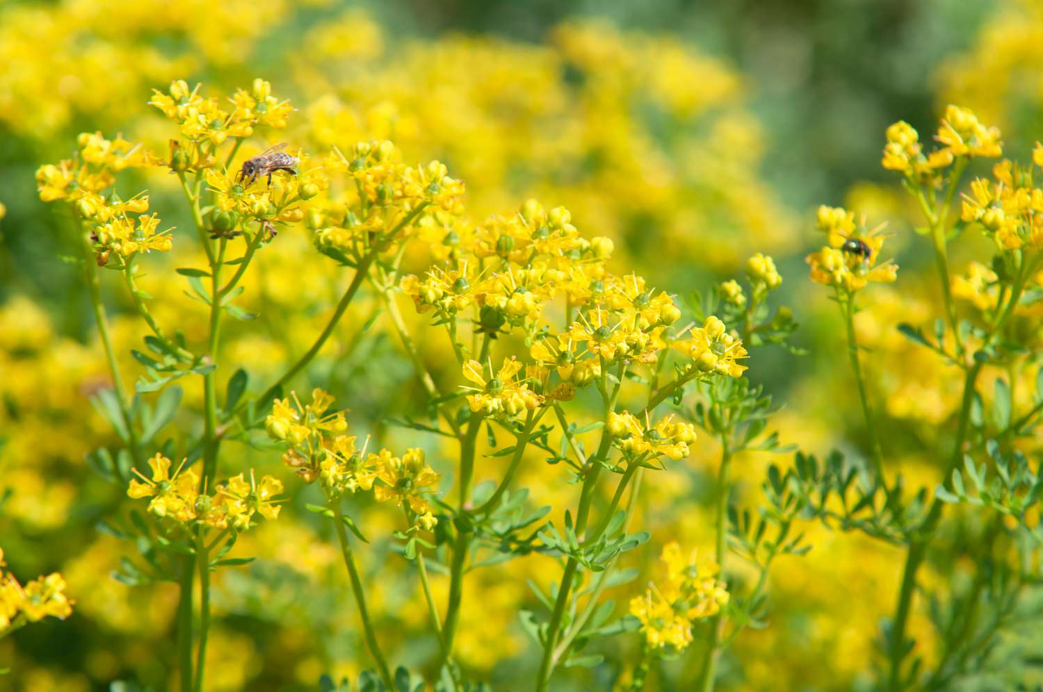 Aromatic Rue Shrubs for Garden