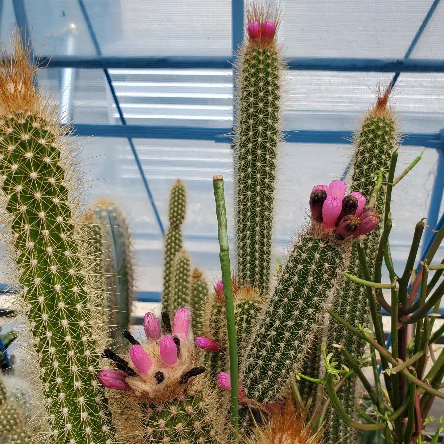 Arrojadoa Penicillata indoor cactus plant