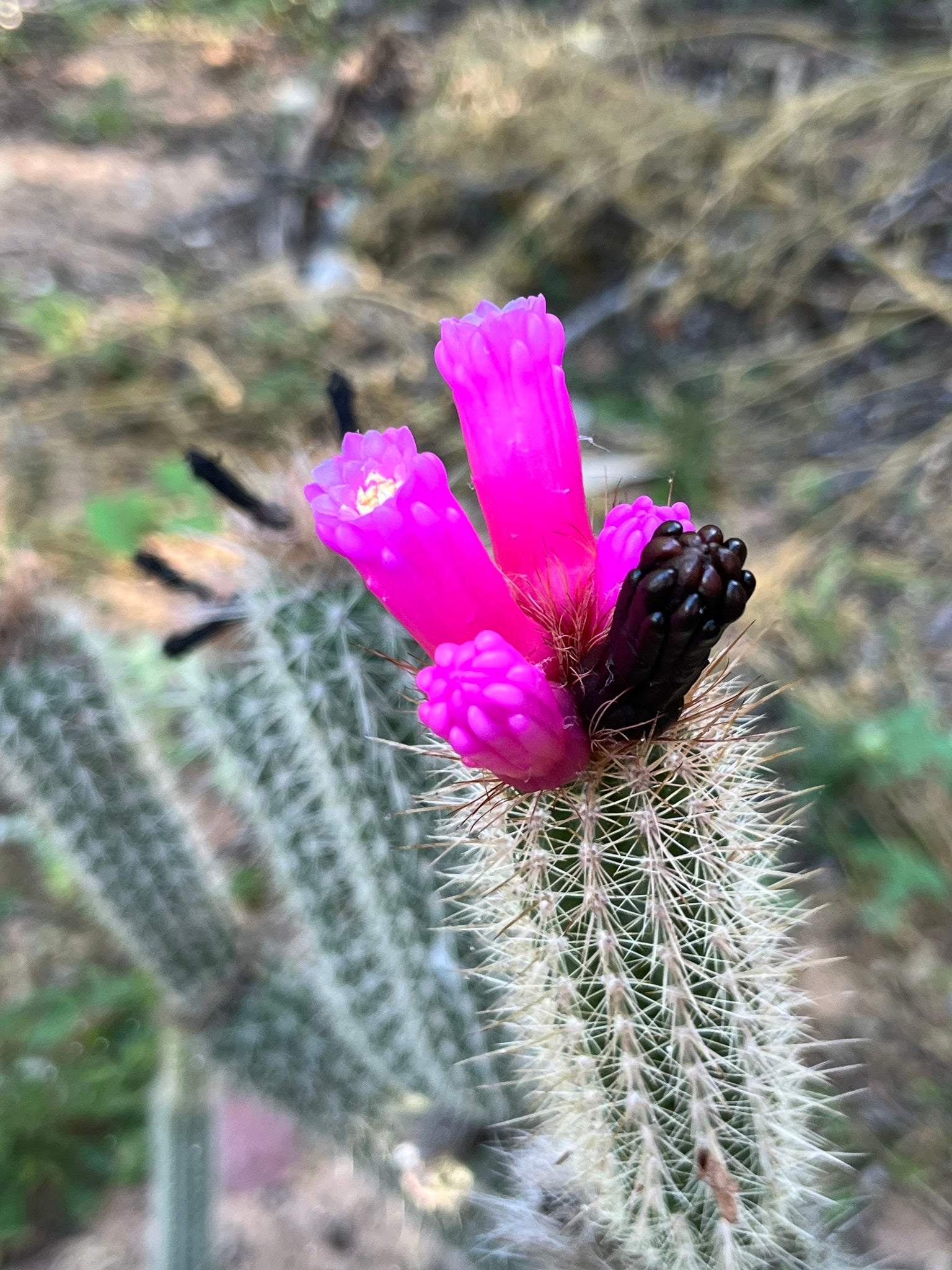 Non GMO Arrojadoa Penicillata seeds