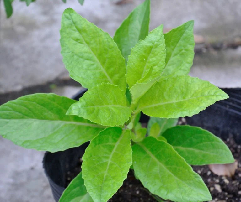 Ashitaba herbal leafy plant seeds