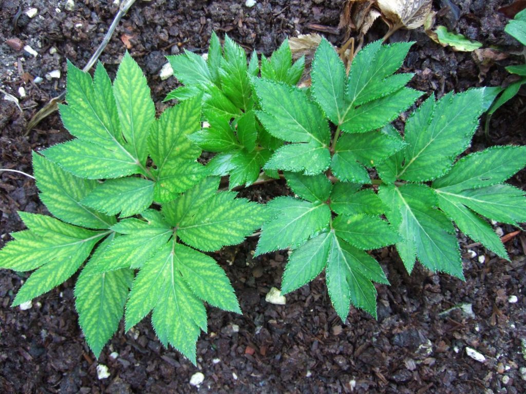 Non GMO Ashitaba planting seeds