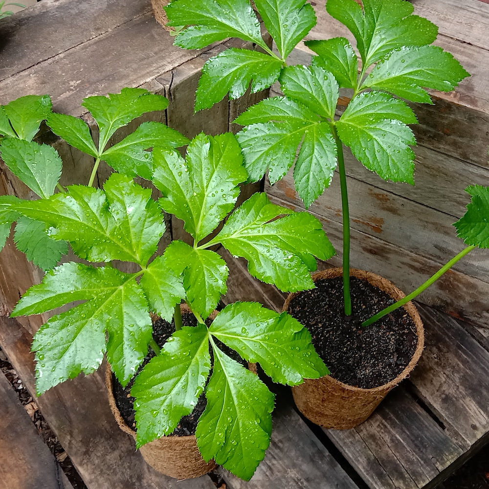 Ashitaba herbal seeds for planting