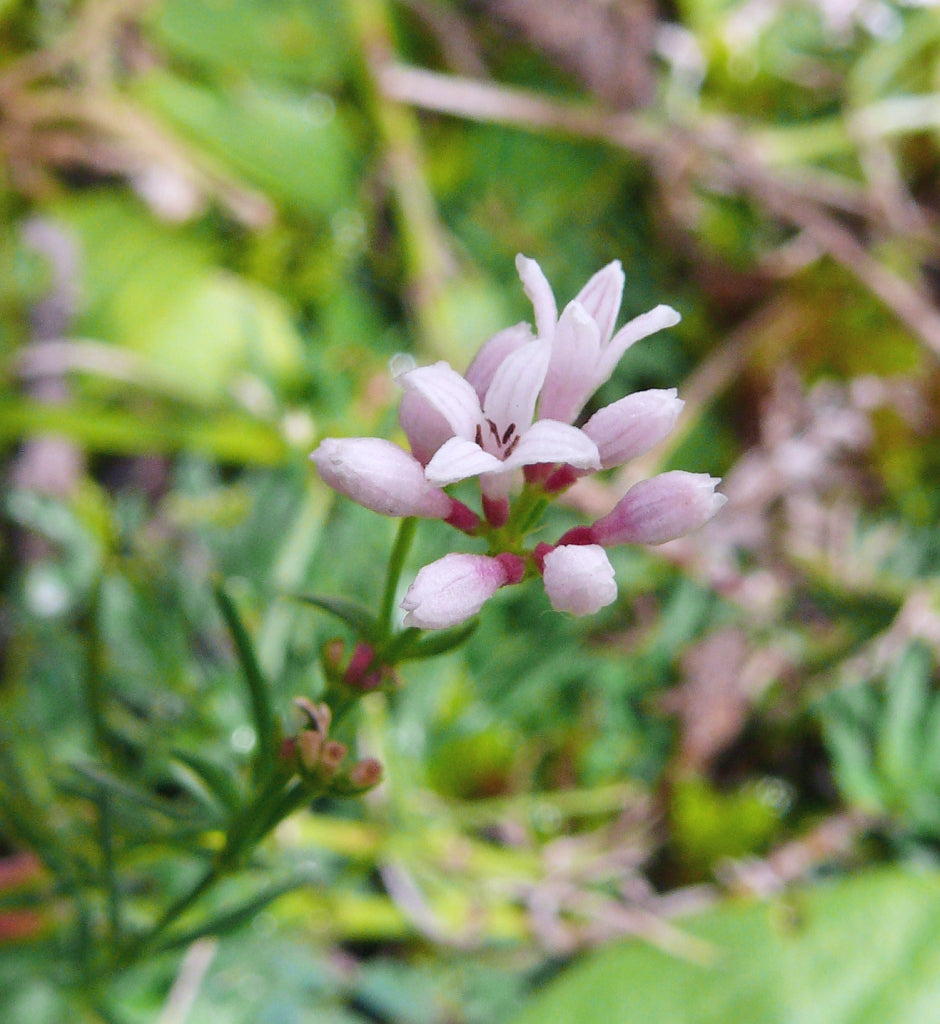Pink (Pink Woodruff) seeds for planting in home garden
