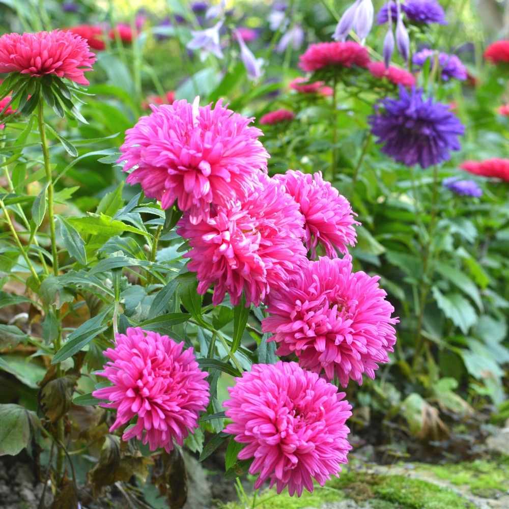 Planting Aster Flower Seeds For Stunning Perennial Blooms