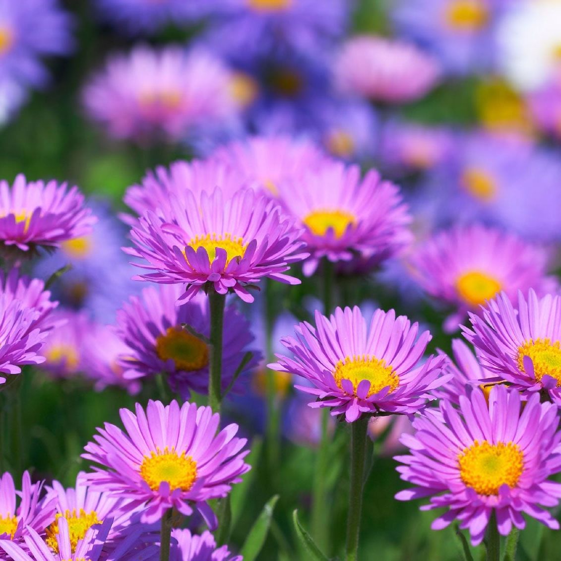 Ornamental lavender aster seeds for landscapes