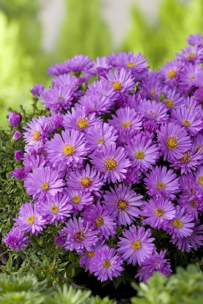 Non GMO lavender aster seeds
