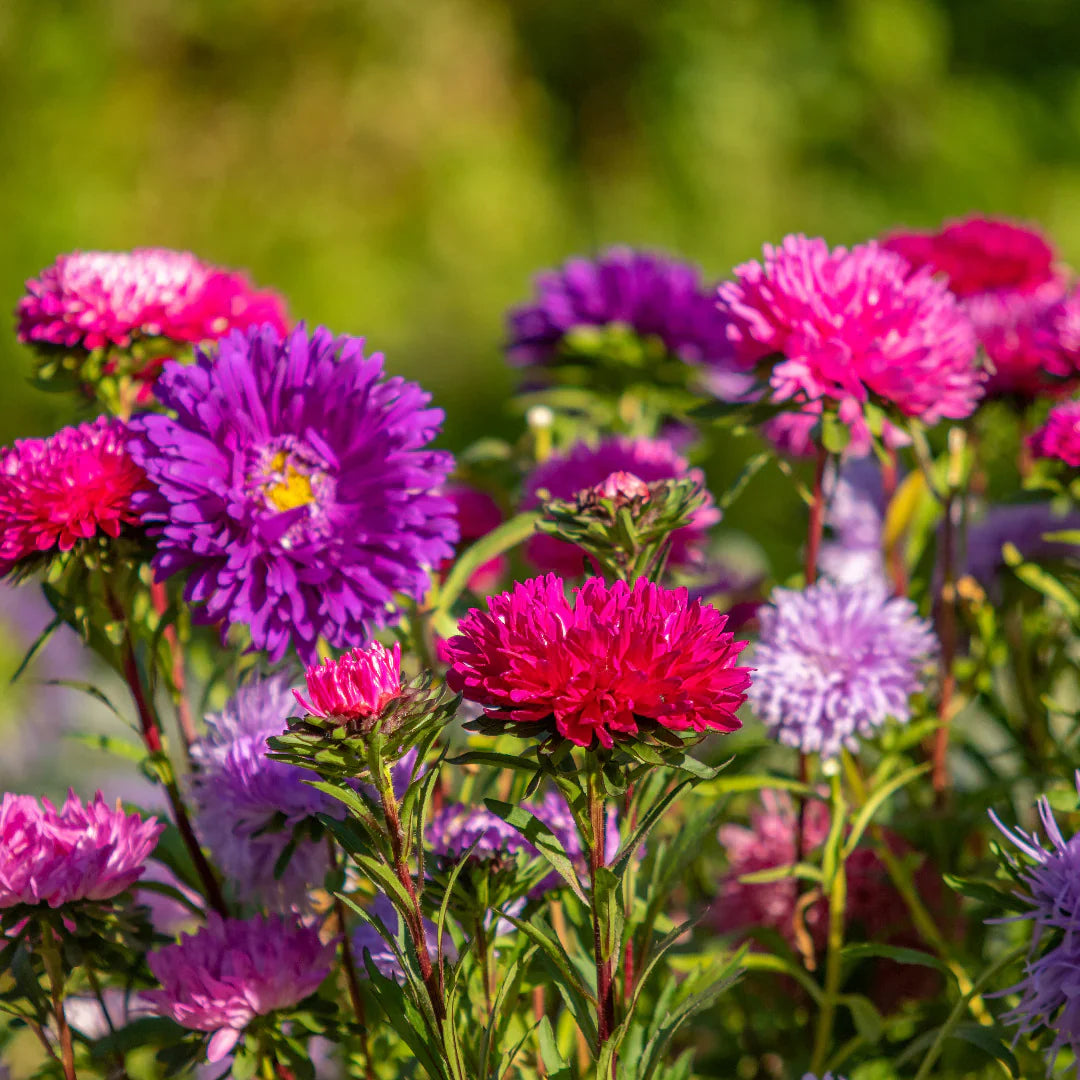 Planting Aster Flower Seeds For Stunning Perennial Blooms