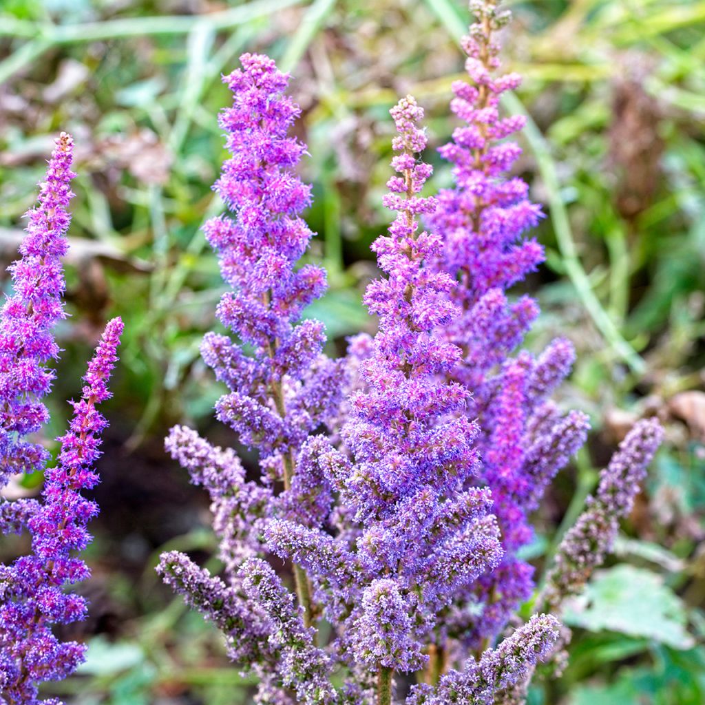 Astilbe Flower Seeds: Planting Violet Blooms Seeds