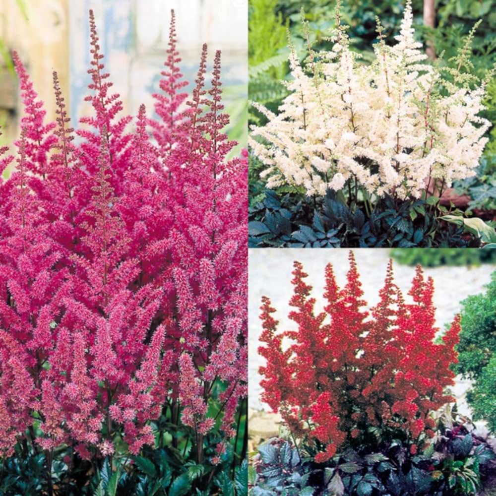 Astilbe × Arendsii Colorful Blooms