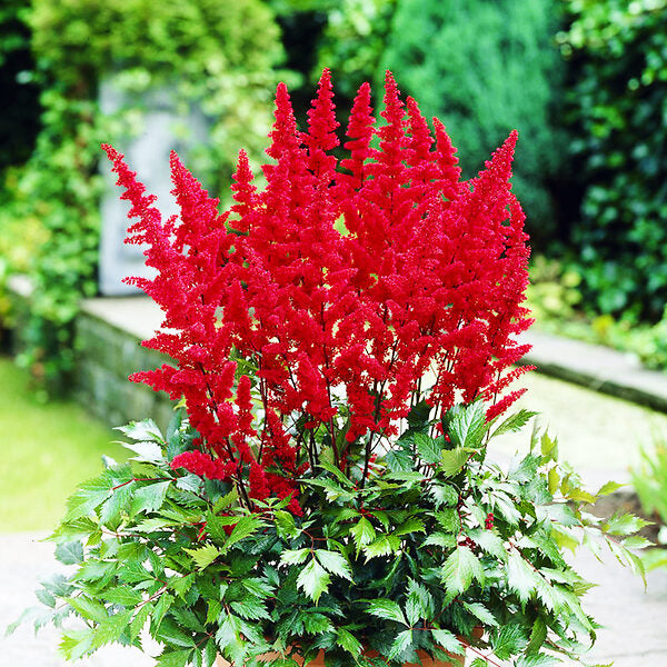 Red Astilbe Flower Seeds For Planting