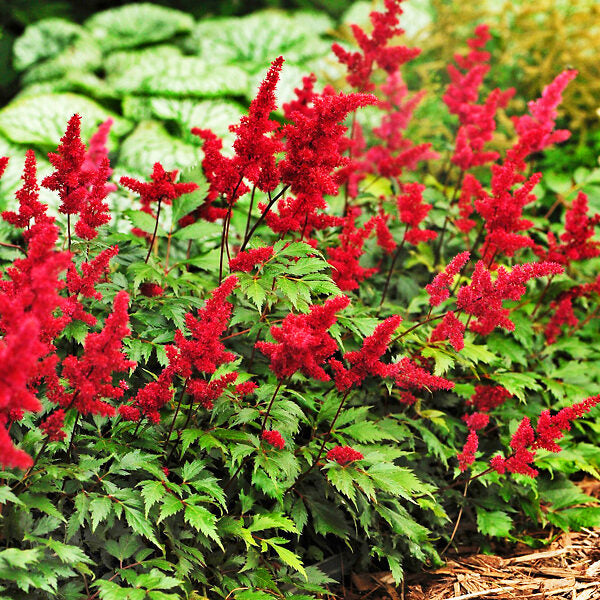 Red Astilbe Flower Seeds For Planting