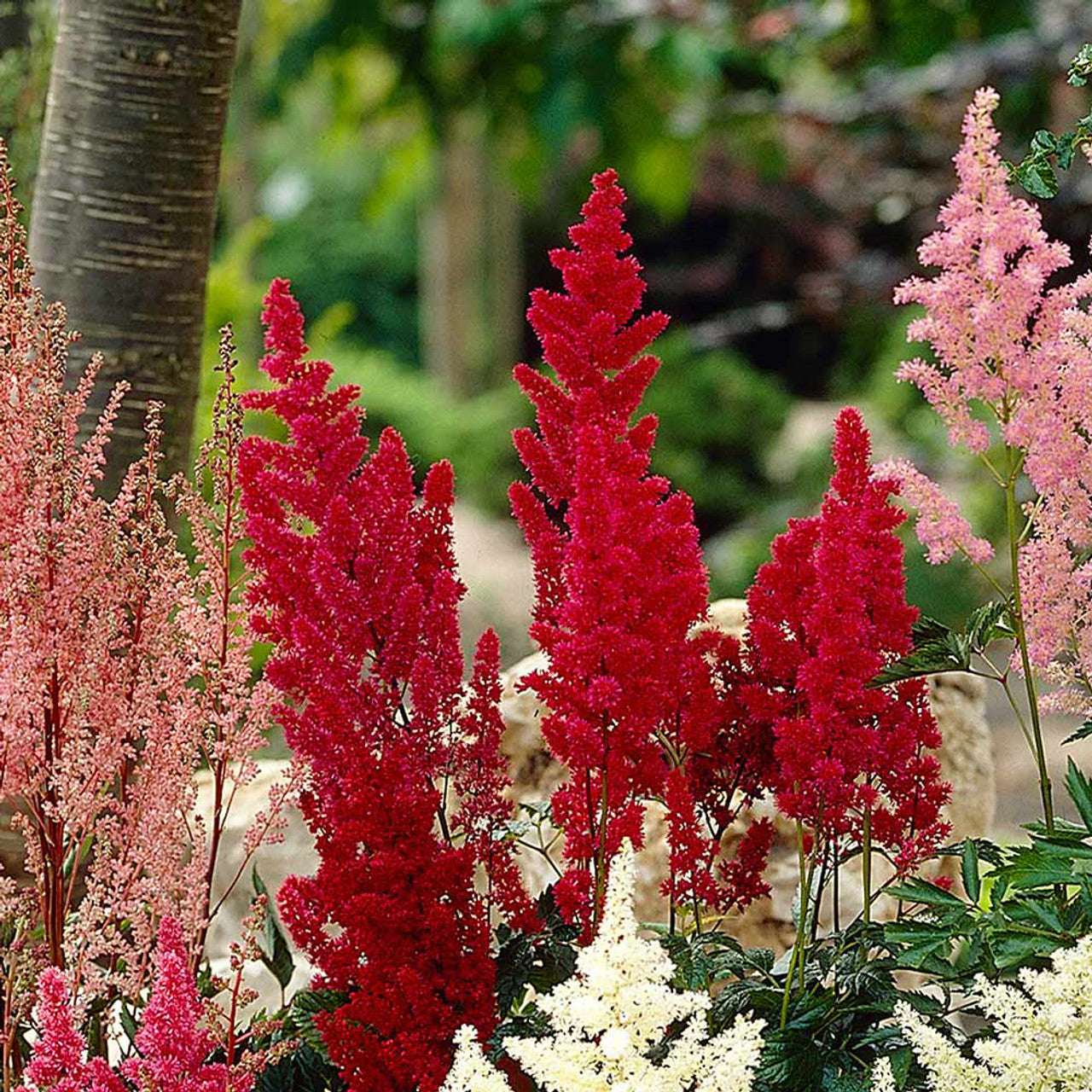 Red Astilbe Flower Seeds For Planting