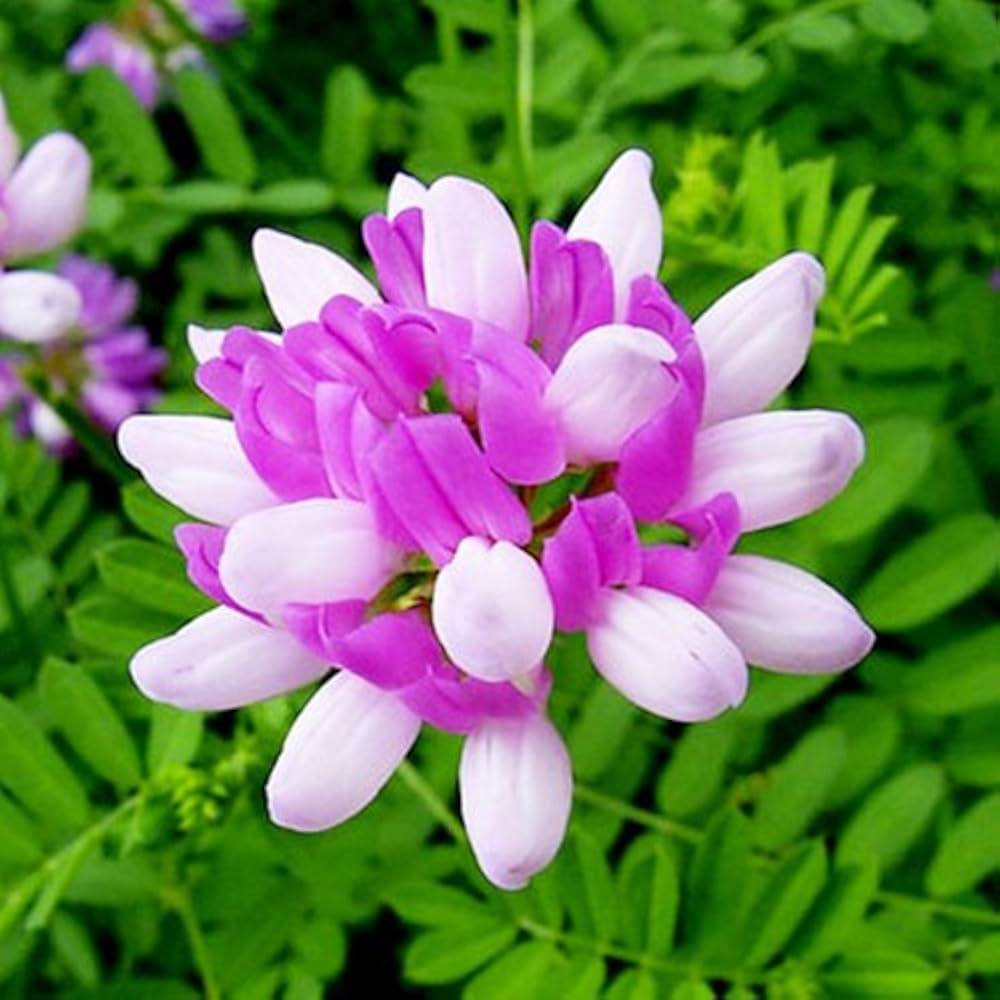 Non GMO Astragalus Sinicus flower seeds