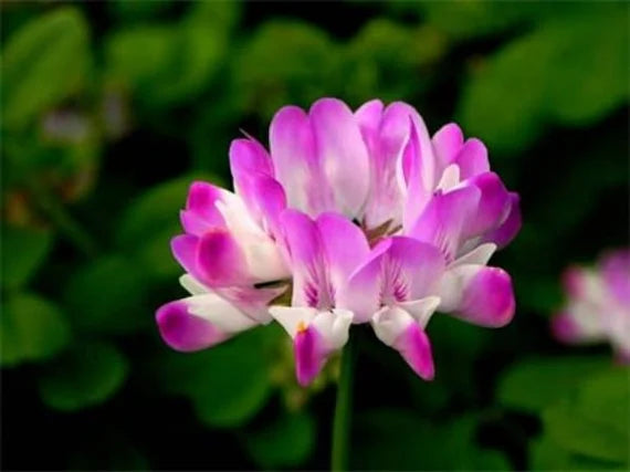 Ornamental Astragalus Sinicus seeds for gardens