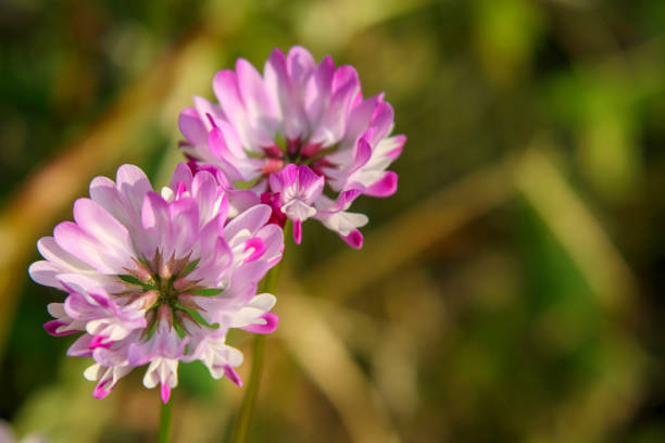 Perennial Astragalus bloom seeds for gardens
