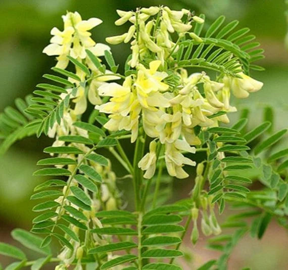 Yellow Astragalus seeds for planting