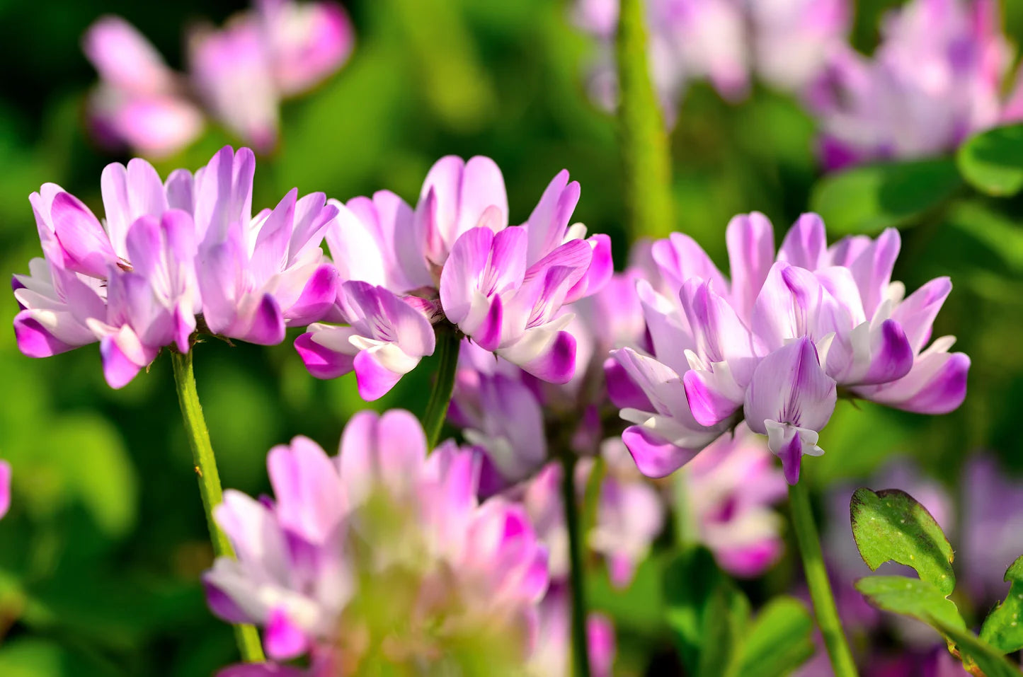 Astragalus Sinicus seeds for planting