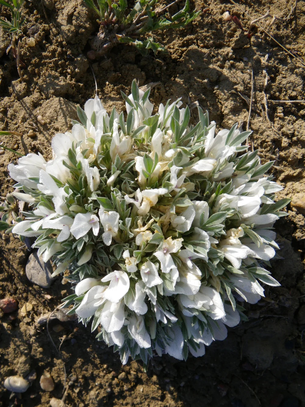 White Astragalus Garden Plants
