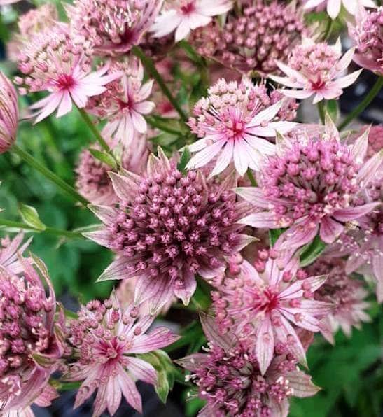 Astrantia flowering seeds for gardens