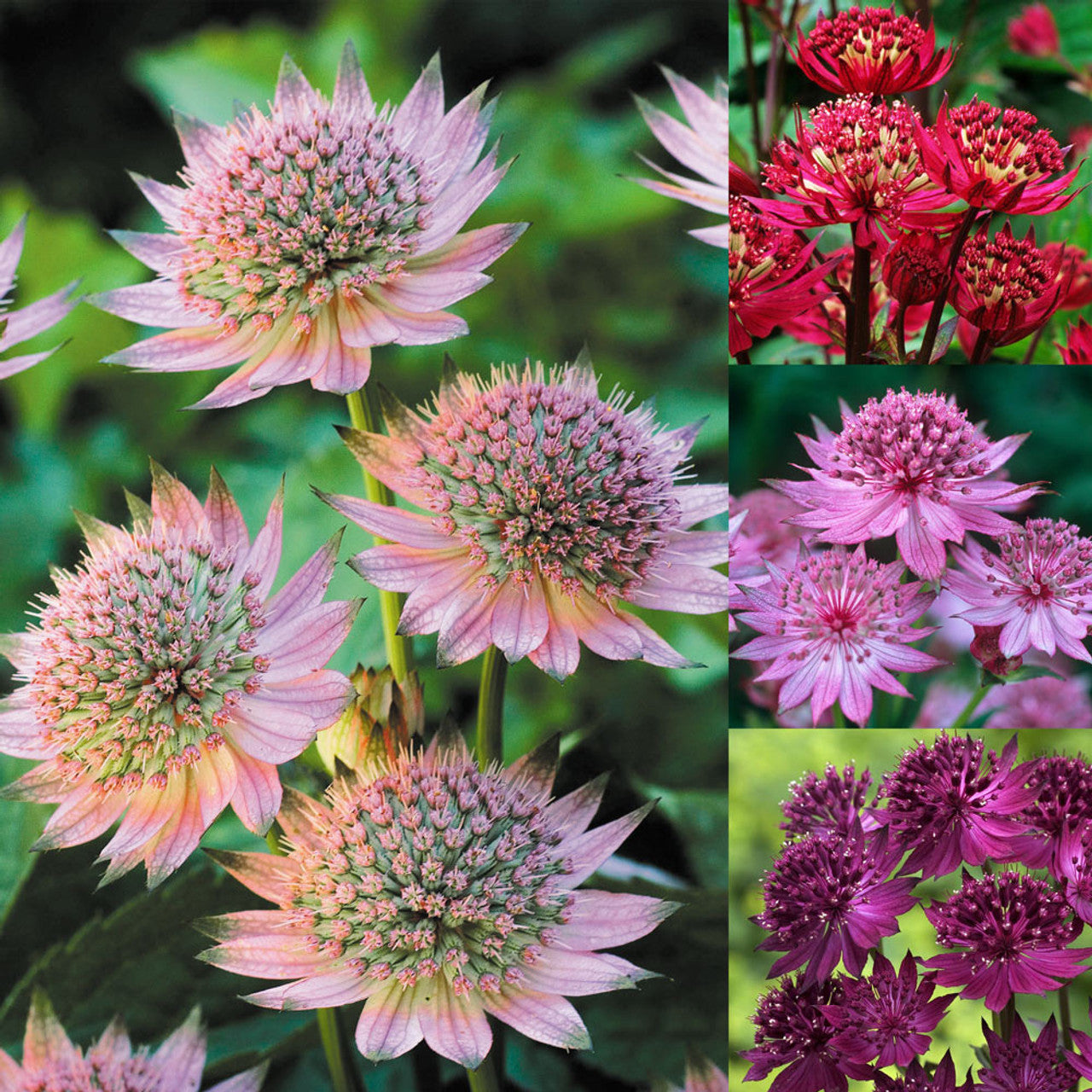 Mixed Astrantia flowering seeds for gardens