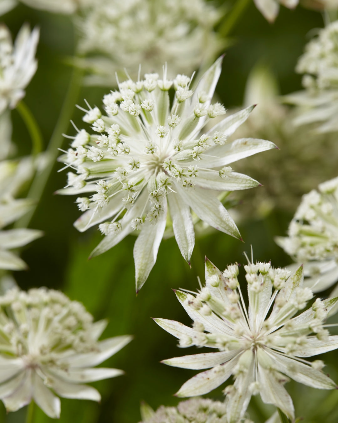 Non GMO Astrantia seeds