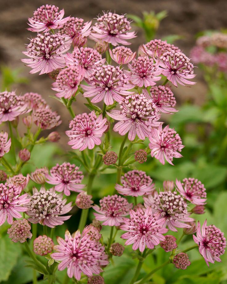 Non GMO pink Astrantia seeds