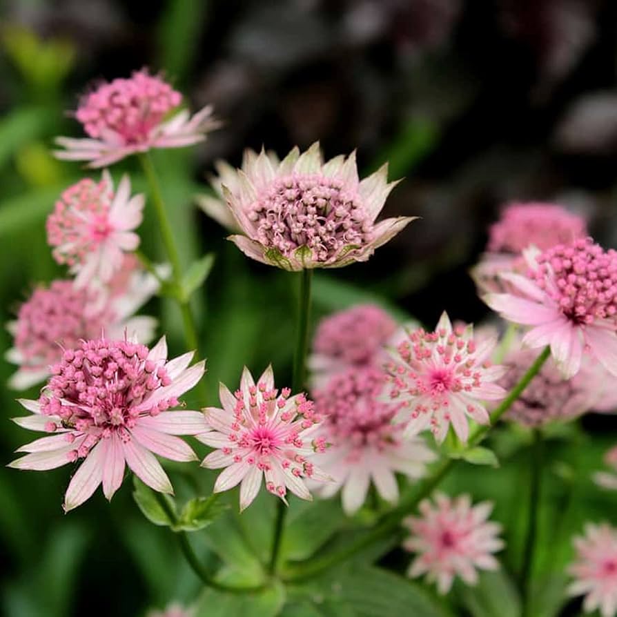 Non GMO Astrantia seeds