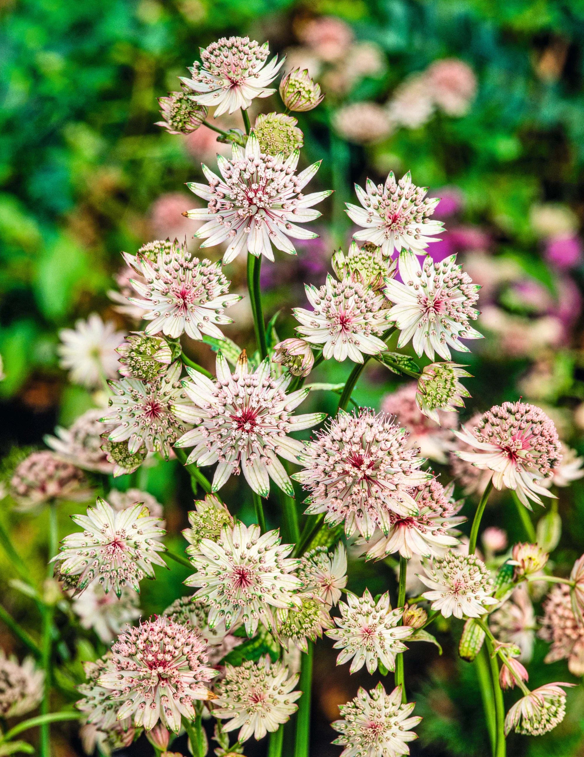Ornamental White Astrantia seeds for landscapes