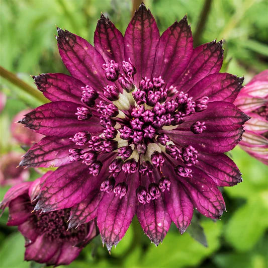 Ornamental pink Astrantia seeds for landscapes
