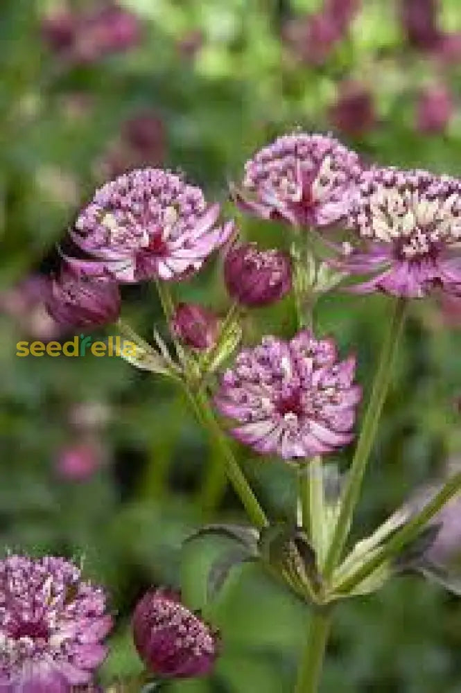 Ornamental Astrantia Masterwort purple flowering plant