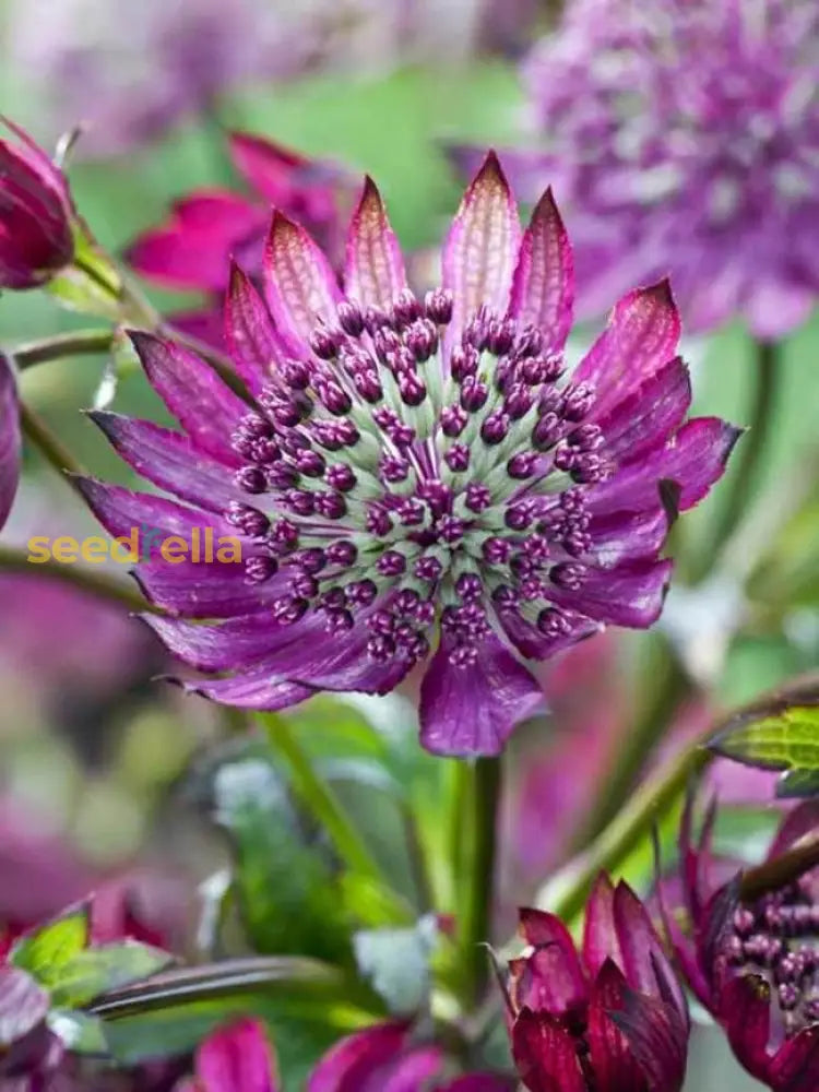 Pollinators visiting purple Astrantia flowers