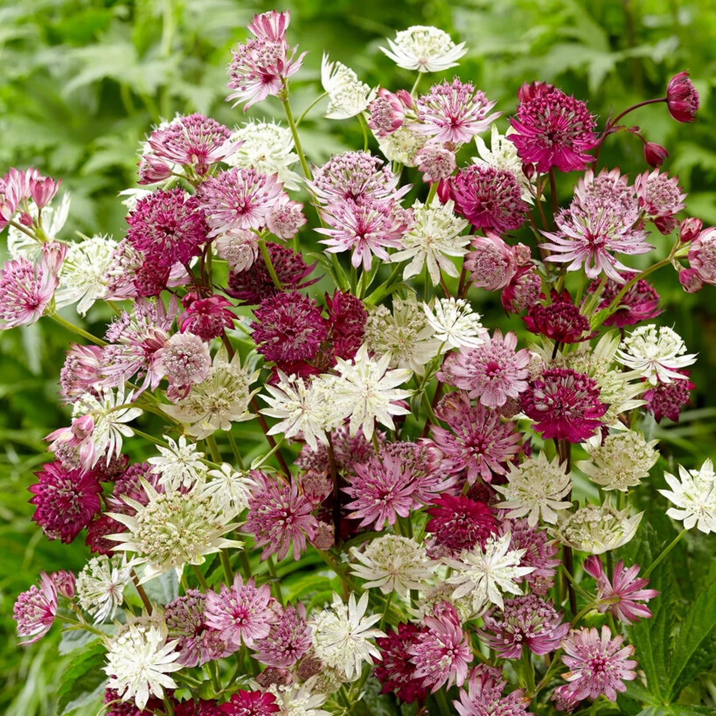 Mixed Astrantia flower seeds for planting