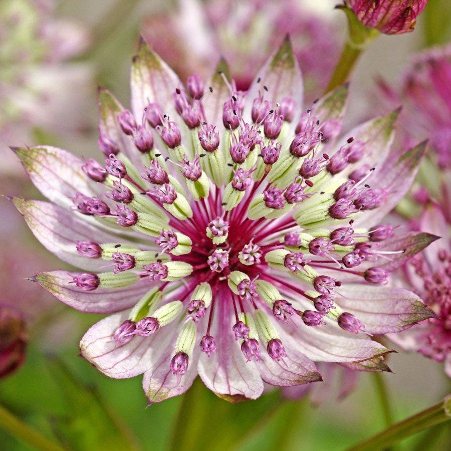 Pink Astrantia seeds for planting