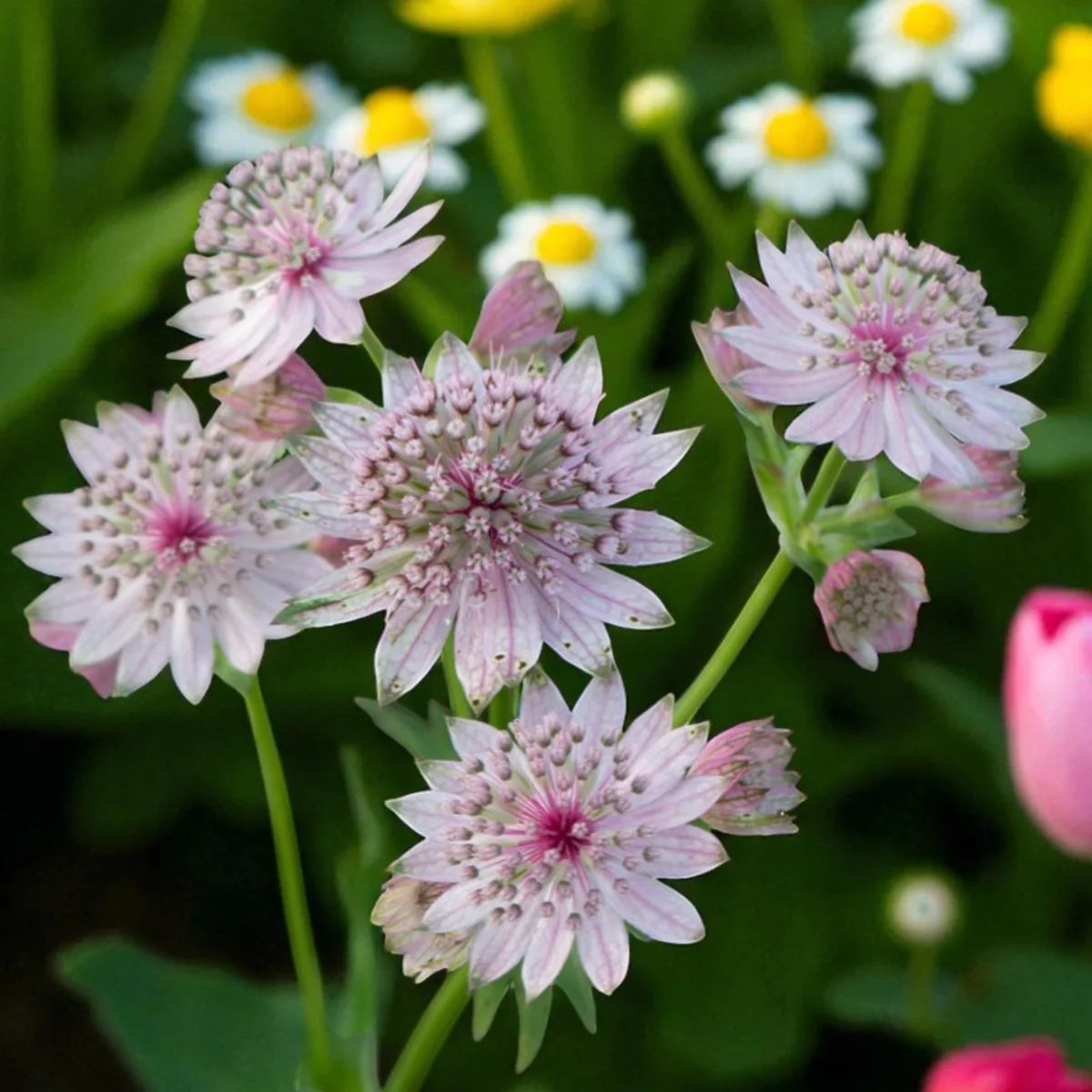 Astrantia seeds for planting